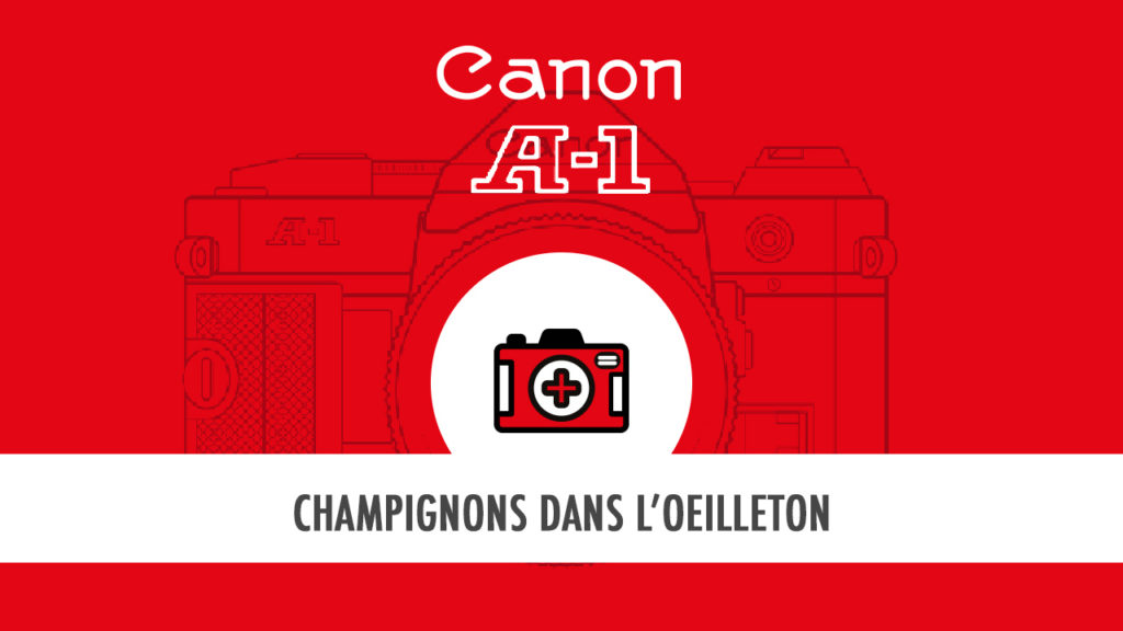 HostoPhoto - Des champignons dans l'oeilleton
